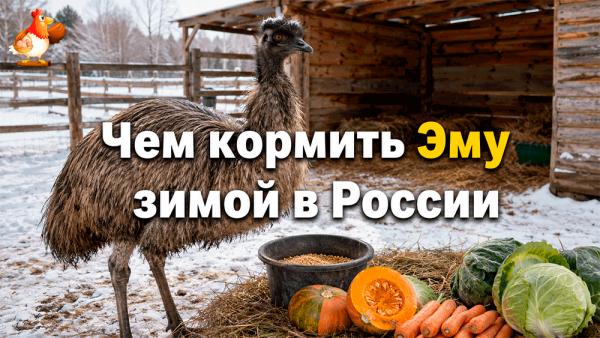 Все про кур несушек