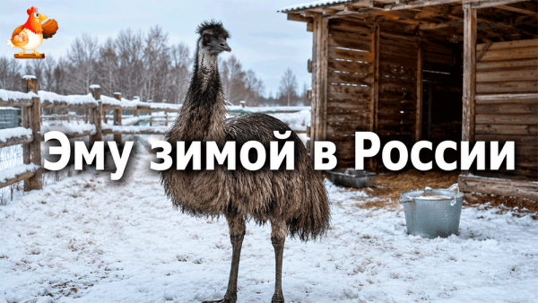 Все про кур несушек