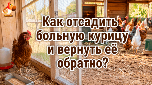 Все про кур несушек