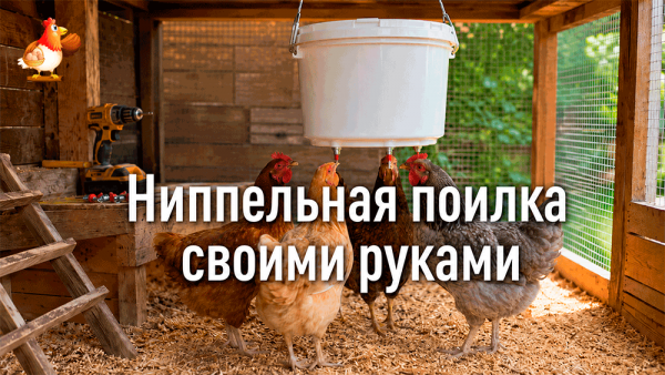 Все про кур несушек