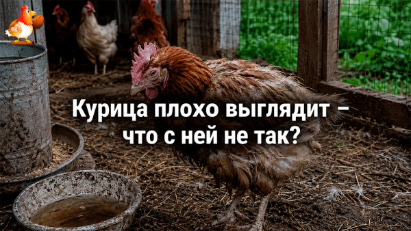 Все про кур несушек