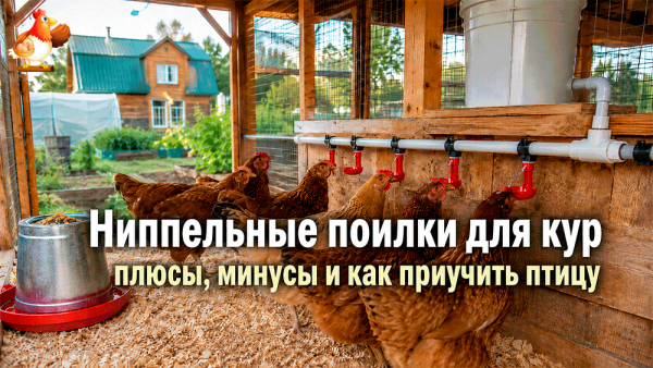 Все про кур несушек