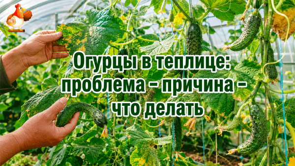 Все про кур несушек