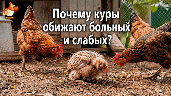 Все про кур несушек