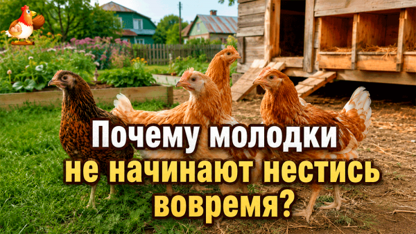 Все про кур несушек