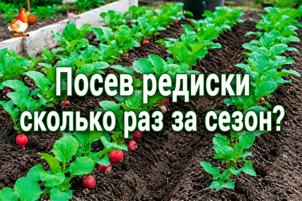Все про кур несушек