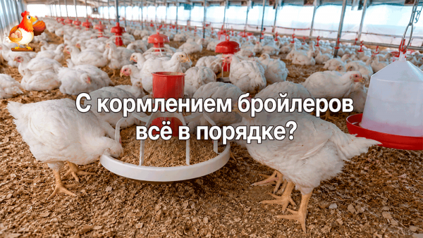 Все про кур несушек