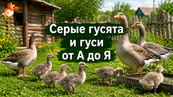Все про кур несушек