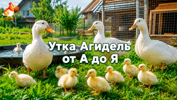 Все про кур несушек