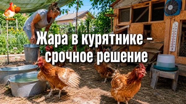Все про кур несушек