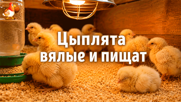 Все про кур несушек
