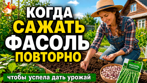 Все про кур несушек