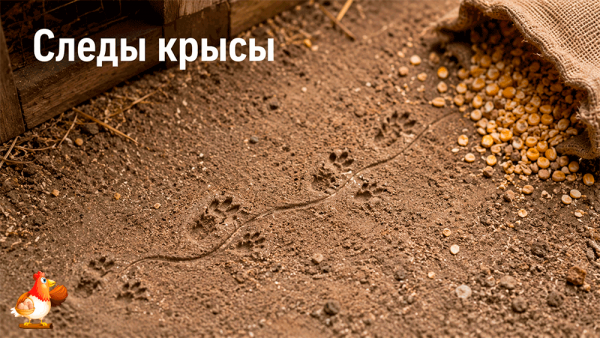 Хищник у курятника – следы, тревожные признаки и как защитить кур Хищник у курятника – следы, тревожные признаки и как защитить кур