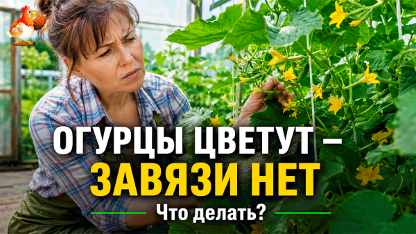 Все про кур несушек