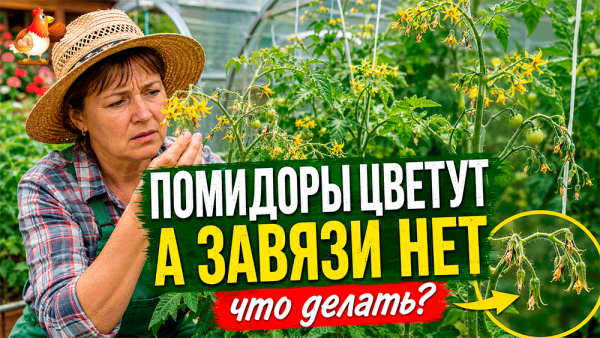 Помидоры цветут, а завязей нет &ndash; что делать в теплице и открытом грунте