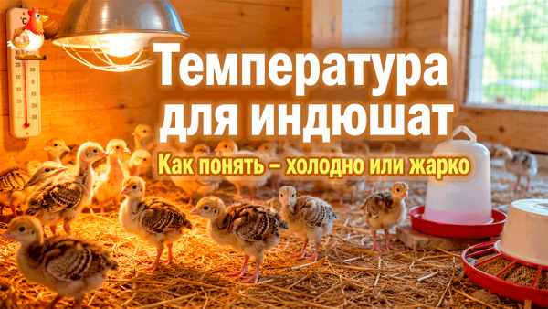 Все про кур несушек