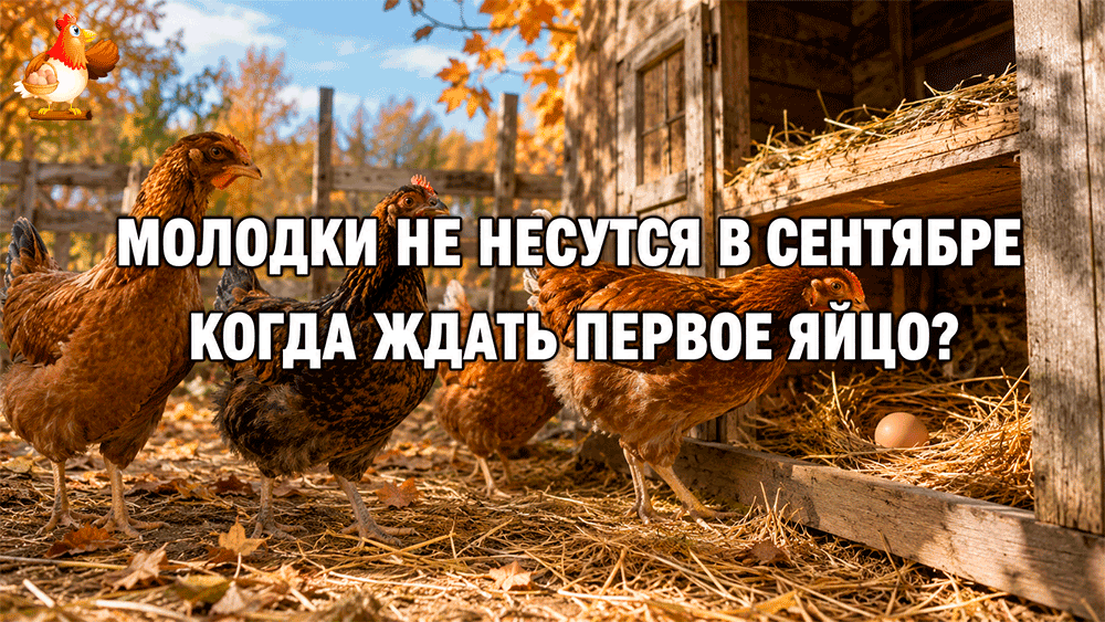 Все про кур несушек